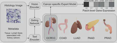 HistoMoE Architecture